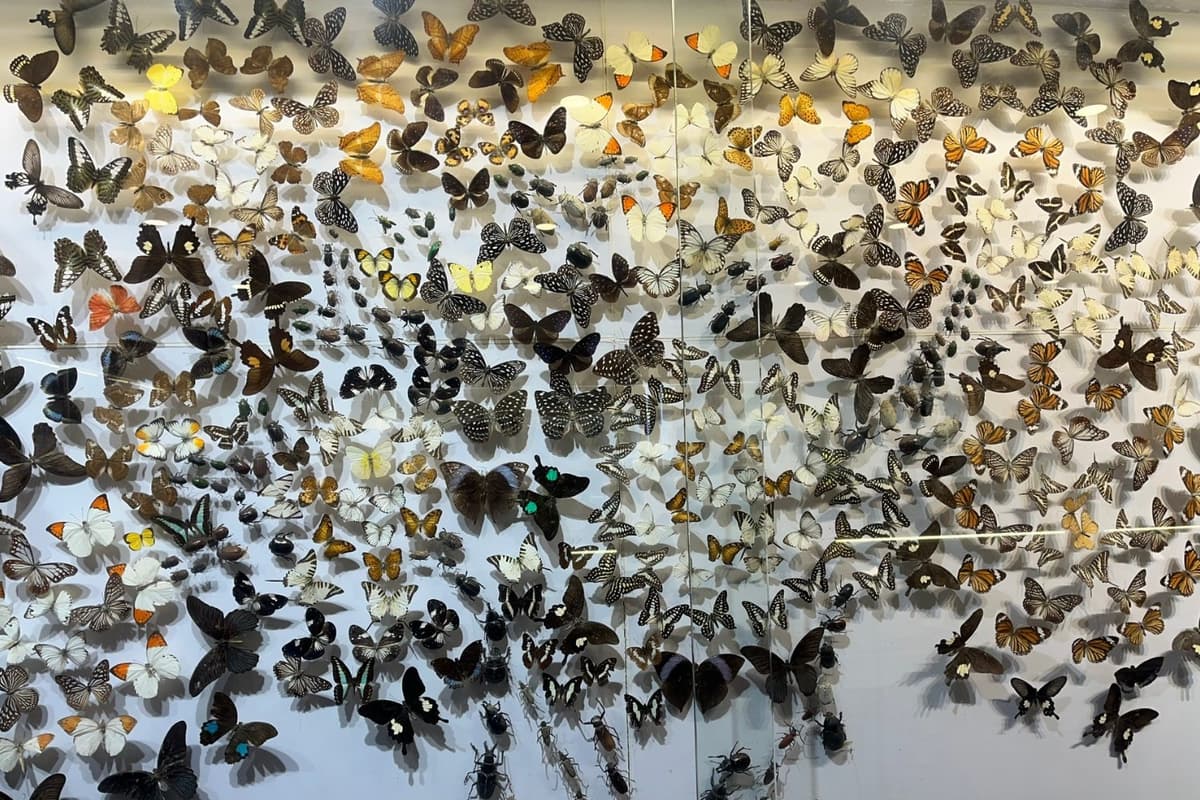 The museum showcases the rich diversity of butterflies and insects found in Cat Tien National Park.